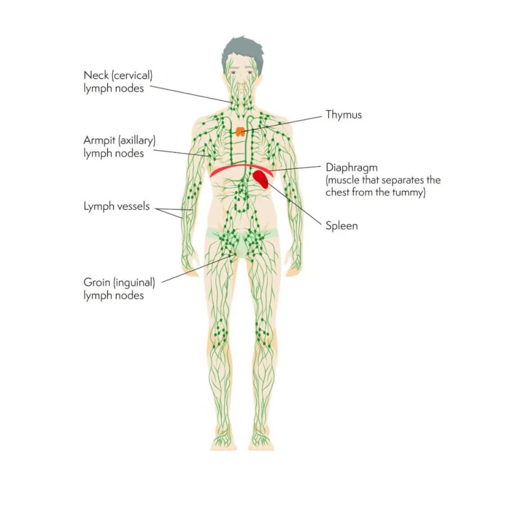 Blood Cancer Awareness Month Lymphatic System Diagram